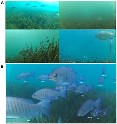 Annotated Video Footage for Automated Identification and Counting of Fish in Unconstrained Seagrass Habitats